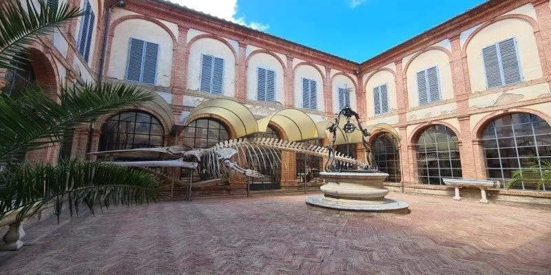 Siena Museum Exhibit