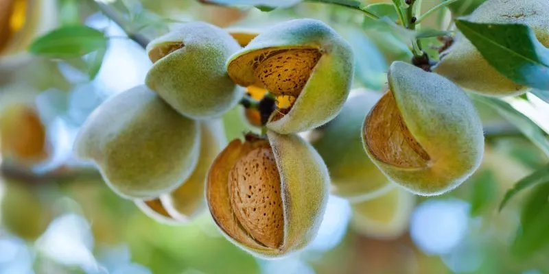 Assorted nuts, including almonds and walnuts, high in phytic acid