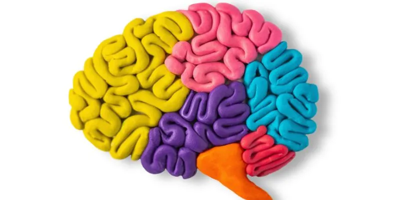 Factors Contributing to Brain Shrinkage