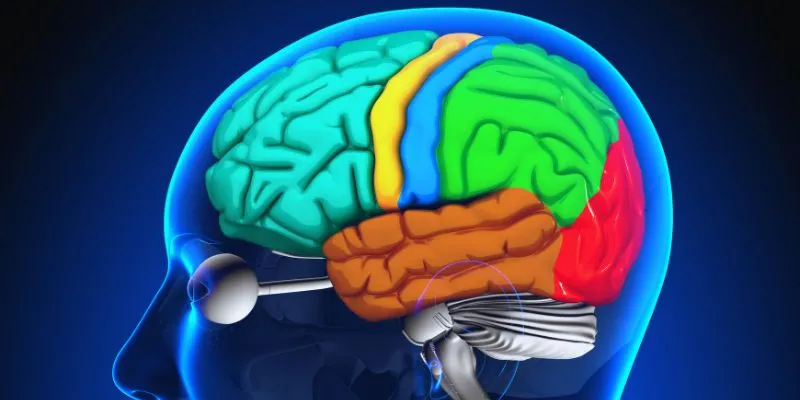 Brain Structure and Aging