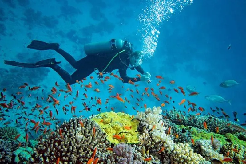Diving in Trincomalee