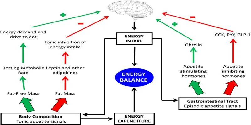 Gut Hormones