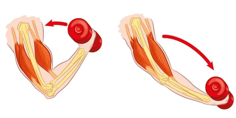 Muscle Contraction