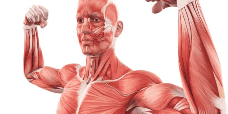 Muscles and Metabolism
