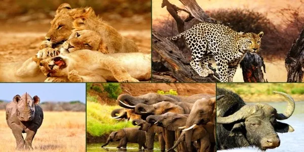 Diverse Safari Wildlife
