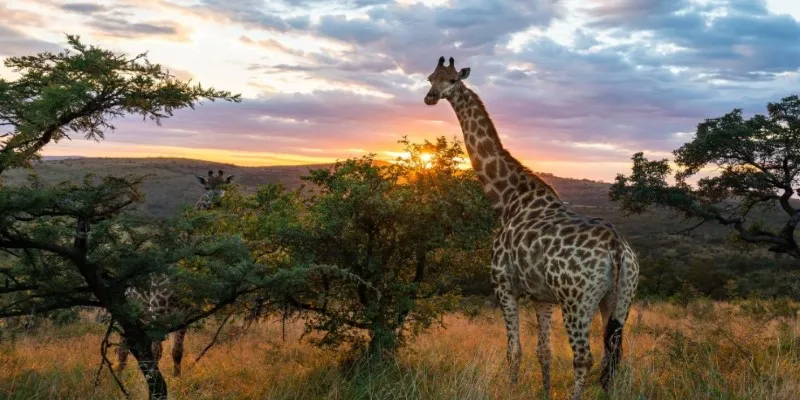 Safari in Kruger National Park