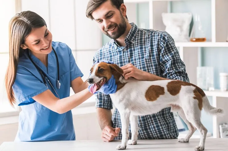 Veterinarian examining a cat