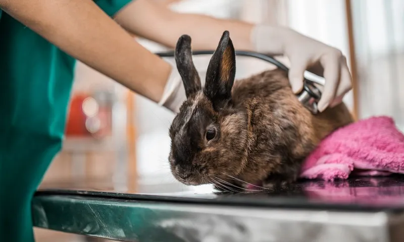 Veterinarian treating a pet