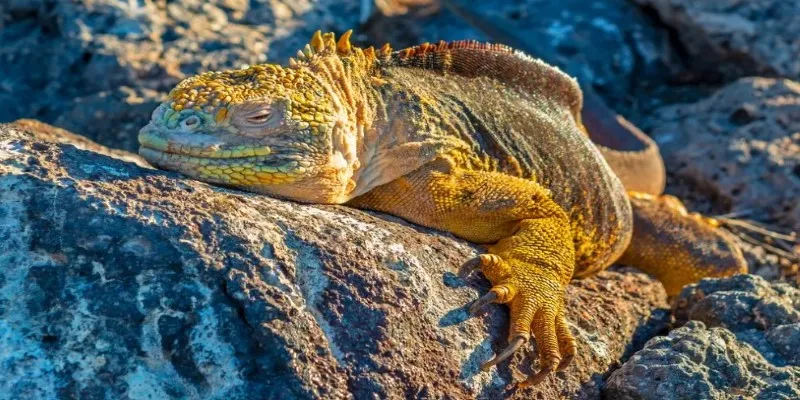 Galápagos land iguanas on Cerro Dragón, highlighting conservation
success.