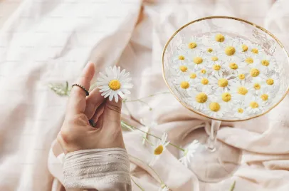 Chamomile flowers