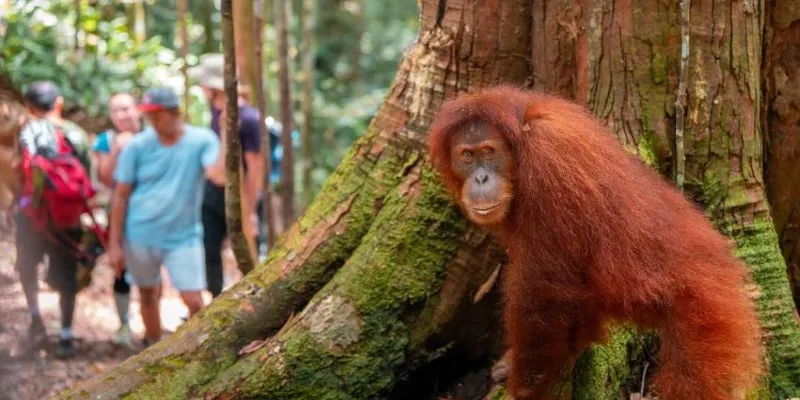 Orangutans spotted during a jungle
trek