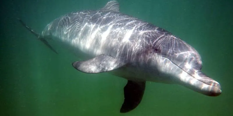 Dolphin Chronotype