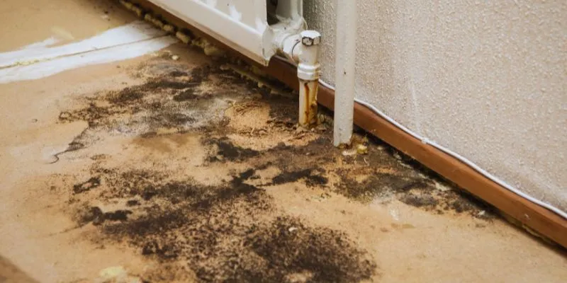 Black mold on a wall