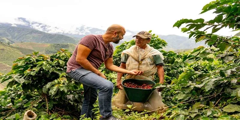 Hand-picking coffee cherries in
Colombia