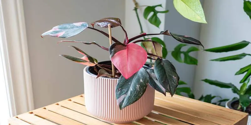 Philodendron Pink Princess with striking pink
variegation