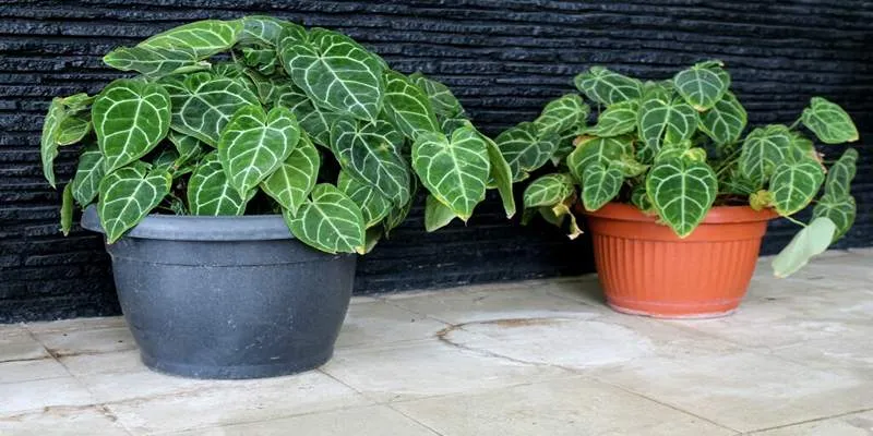 Anthurium Clarinervium with large heart-shaped
leaves