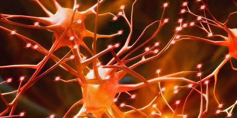 Nervous System
Illustration