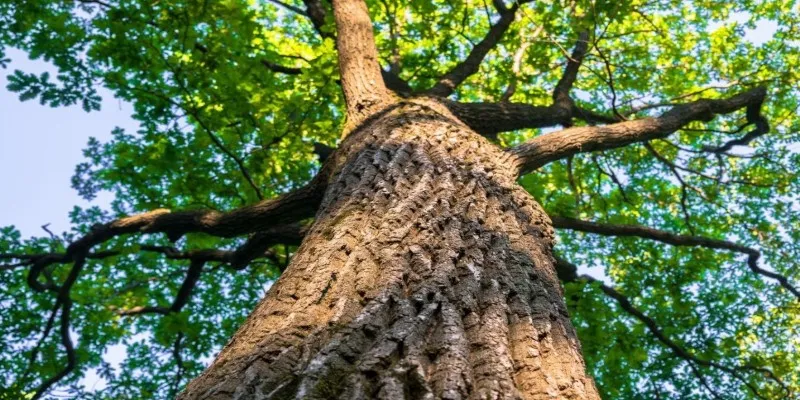 Ancient oak tree with cultural
significance