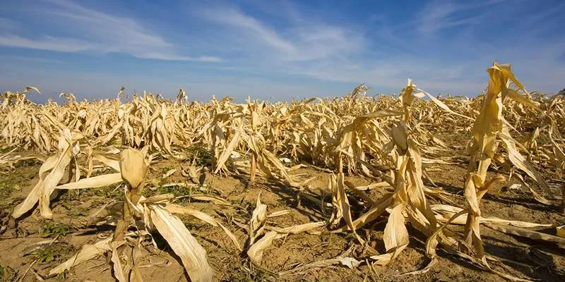 Plant affected by
drought