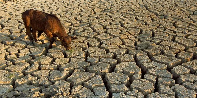 Wildlife affected by
drought